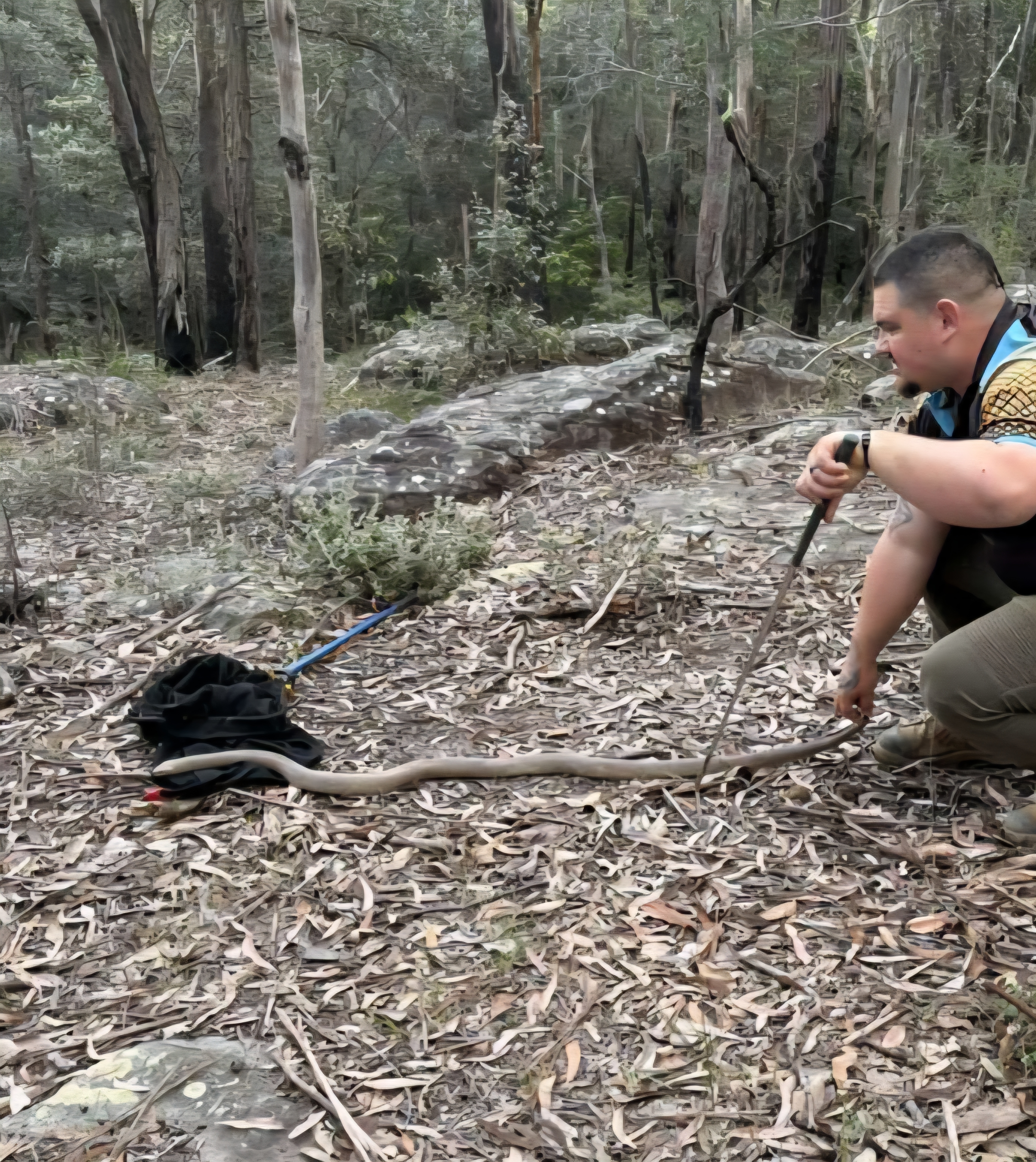 Snake catcher safely relocating a snake in a bushland area